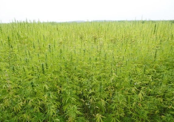 kweken met buiten wiet zaadjes